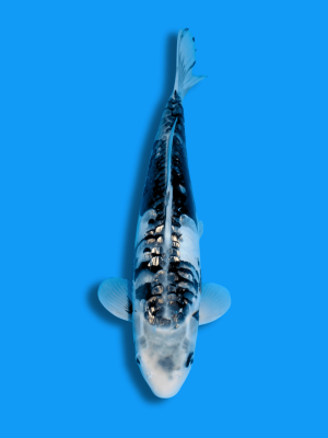 Big Scale Ginrin Kumonryu | Koi&Co.